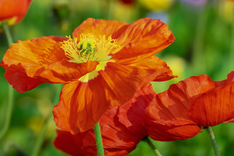 yellow orange, spring, poppy, nature, freshness, fragility, poppy flower, flower, colorful, red, two, flower head, focus on foreground, 4K, orange color