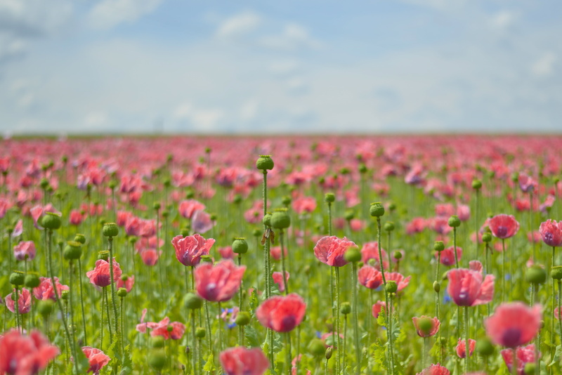 day, no people, rural scene, landscape, flower head, flowering plant, beauty in nature, freshness, violet, scenics - nature, springtime, vulnerability