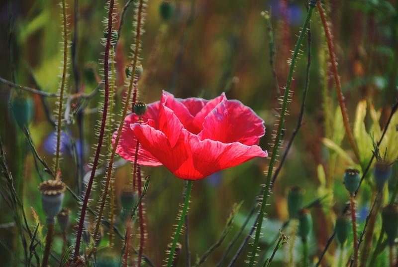 bright, red, beauty in nature, klatschmohn, 4K, flower, blossom, blossoms, inflorescence, flower head, outdoors, colorful, close-up, day, petal, landscape