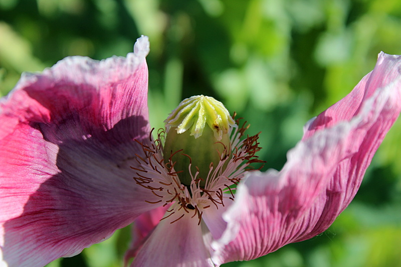 flower head, growth, sepal, poppy flower, flowering plant, field of poppies, gardening, beauty in nature, softness, outdoors, nature, springtime, klatschmohn