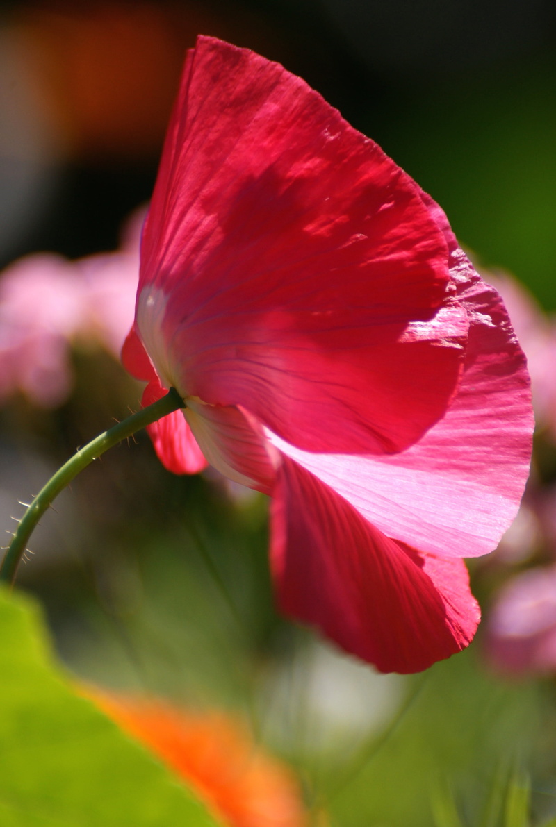 inflorescence, summer, pink, flower, meadow, flower Head, vulnerability, close-up, petal, freshness, mohngewaechs, red, flowering plant, pink color, no people