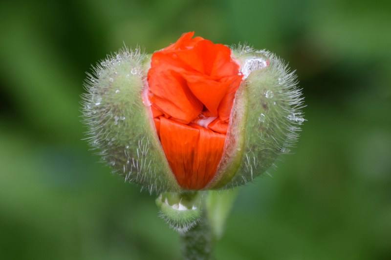 red poppy, beauty in nature, day, fragile, freshness, nature, poppy flower, plant, poppy, bloom, macro, yellow, no people, green, 5K, barley, flower head