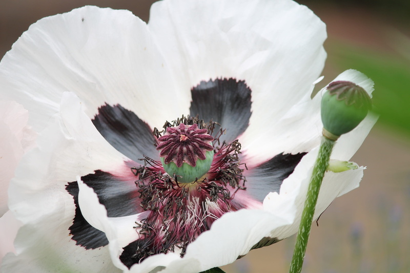 4K, carrot, growth, beauty in nature, white poppy, no people, mohngewaechs, white color, close-up, poppy, flower head, outdoors, blossoms, nature, white