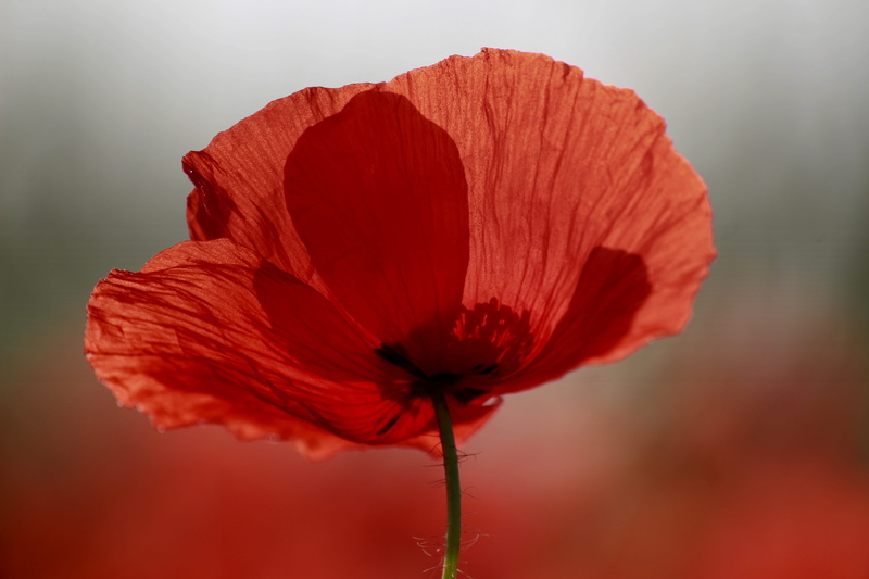 pollen, inflorescence, mohngewaechs, klatschmohn, 5K, red poppy, dew, plant stem, morgenstimmung, poppy flower, spring, flowering plant, no people, extreme close-up