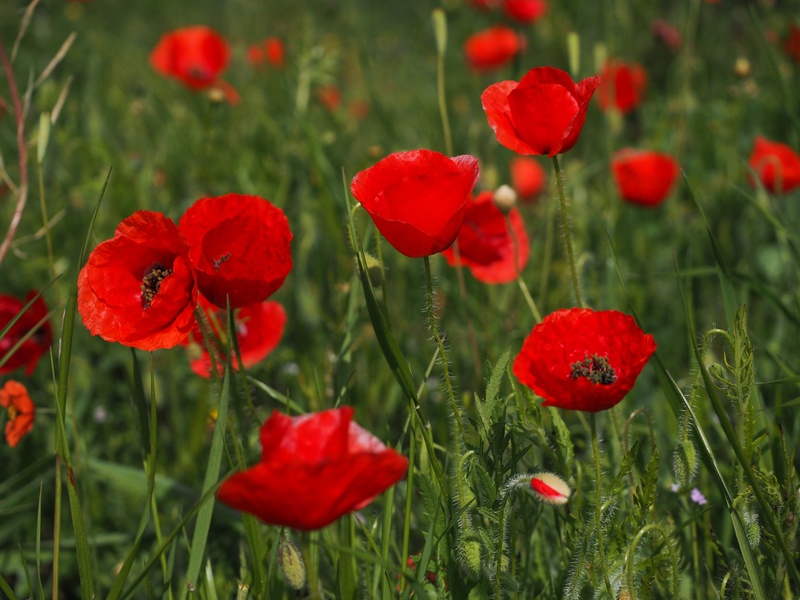 leaves, klatschmohn, nature, klatschrose, papaver, petals, color, land, poppy, fragility, freshness, outdoors, food plant, beauty in nature, close-up, field