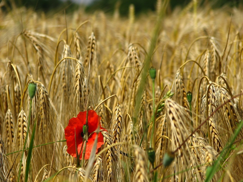 red, hide, focus on foreground, gold, nature, poppy flower, grain, golden, poppy, cereals, bloom, beauty in nature, yellow, 2K, growth, ary, land, blossom