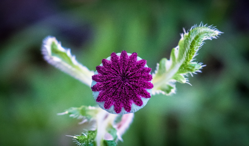 flower head, purple, iceland poppy, nature, bud, petal, growth, green color, vulnerability, mohngewaechs, flower, blossom, bloom, 4K, focus on foreground