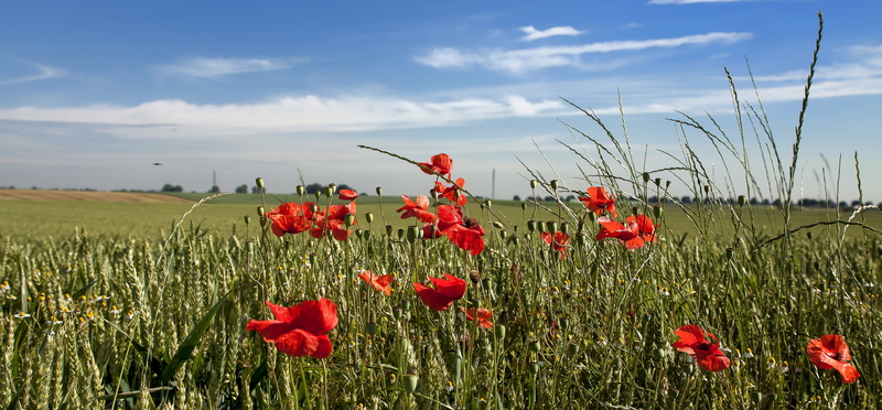 outdoors, mohngewaechs, 4K, land, flower, springtime, papaver, sky, poppies, red poppy, meadow, plant, close, freshness, nature, sunshine, growth, environment
