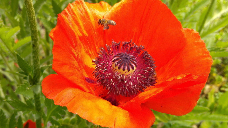 orange, nature, red, flower, bee, growth, vulnerability, poppy flower, flower head, inflorescence, flowering plant, fragility, petal, insect, orange color