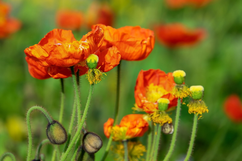 plant, petal, outdoors, vulnerability, fragility, abendstimmung, flower, inflorescence, freshness, 4K, flower head, orange, nature, red, selective focus