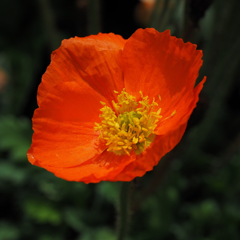 poppy, vulnerability, blossom, inflorescence, flowering plant, nature, orange, orange color, no people, mohngewaechs, 2K, plant, growth, beauty in nature