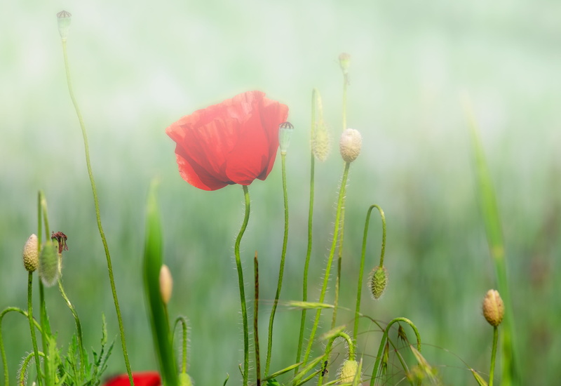 focus on foreground, petal, wild flowers, vulnerability, beautiful, no people, light, flowering plant, freshness, bloom, fragility, poppy flower, red, bright