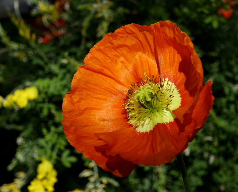daytime, close-up, nature, pollen, 4K, no people, cheerful, blossoms, flower, plant, inflorescence, petal, poppy, freshness, fragility, flowering plant