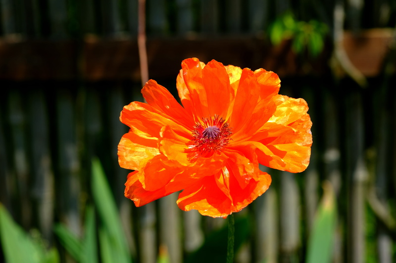 flower head, blossoms, inflorescence, pollination, focus on foreground, orange color, nature, petal, garden, bloom, farbenpracht, poppy flower, 5K, colorful