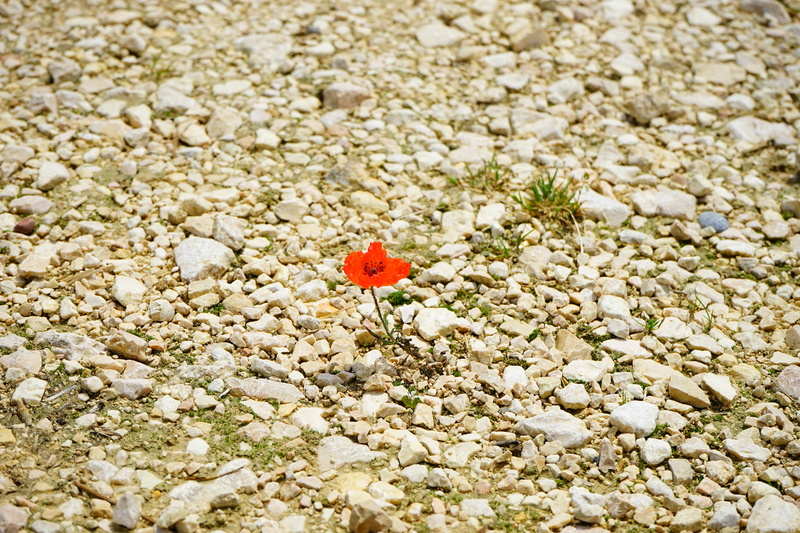 papaveraceae, poppy flower, pebble, gravel, fragility, animals in the wild, klatschrose, one animal, animal themes, flowering plant, animal, outdoors, color