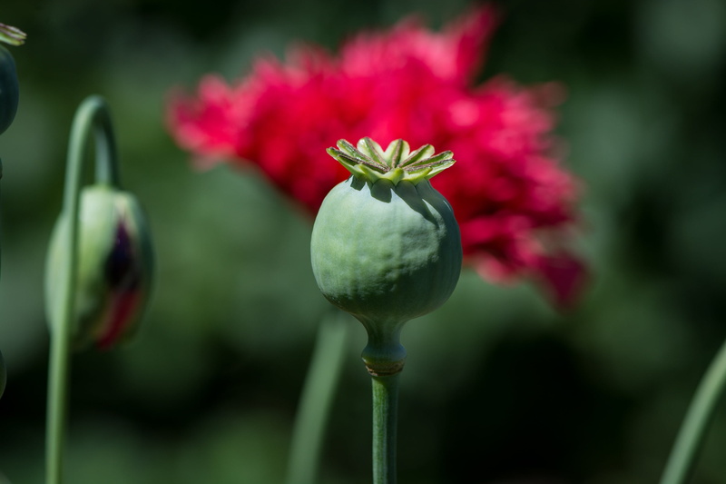 petal, pink color, focus on foreground, vulnerability, beauty in nature, boll, gardening, poppy capsule, freshness, poppy, no people, close, fruit capsule