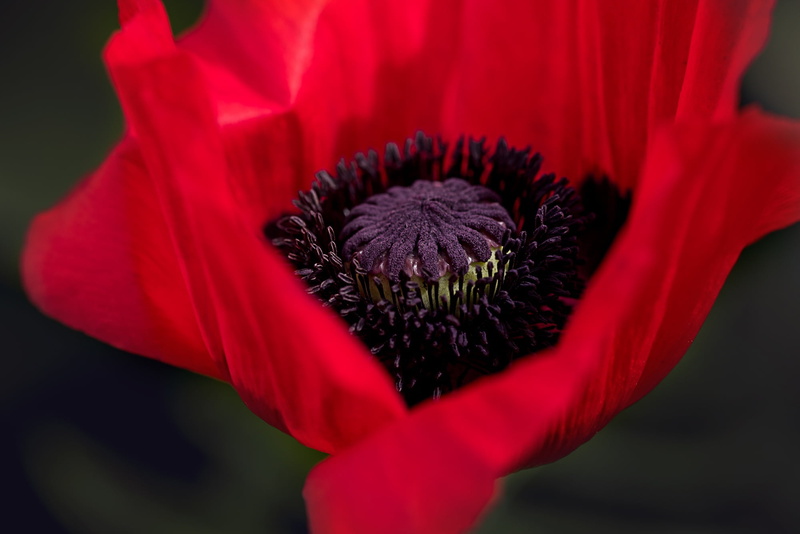 petal, flowering plant, poppy, summer, plant, red flowers, studio shot, beautiful, poppy flower, flower Head, single Flower, vulnerability, macro, inflorescence