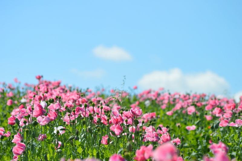 pink color, flower head, 5K, poppies, flowerbed, growth, outdoors, springtime, flower, flowering plant, vulnerability, petal, field, pink, poppy flower