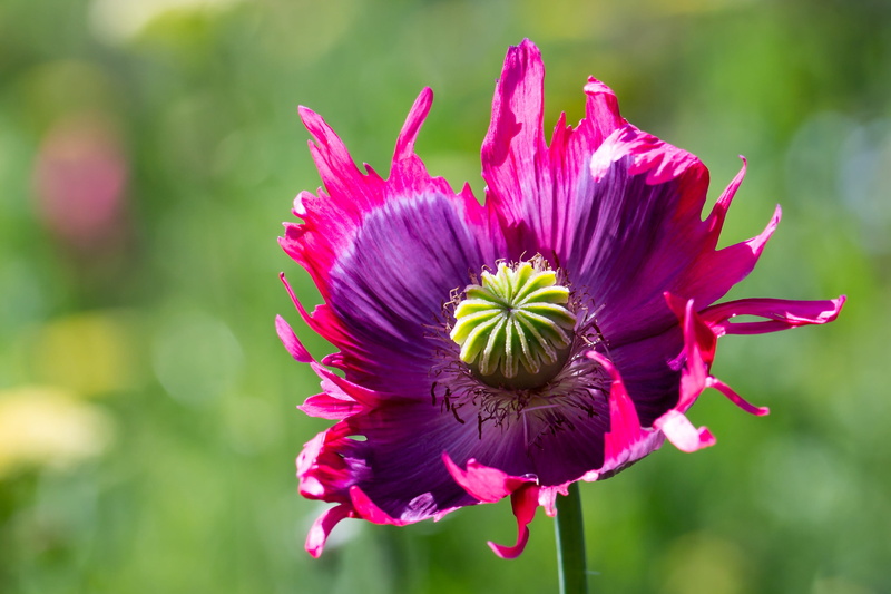 inflorescence, nature, opium poppy, flower head, poppy flower, sepal, growth, purple, fragility, freshness, capsule, pink poppy, pink color, day, close up