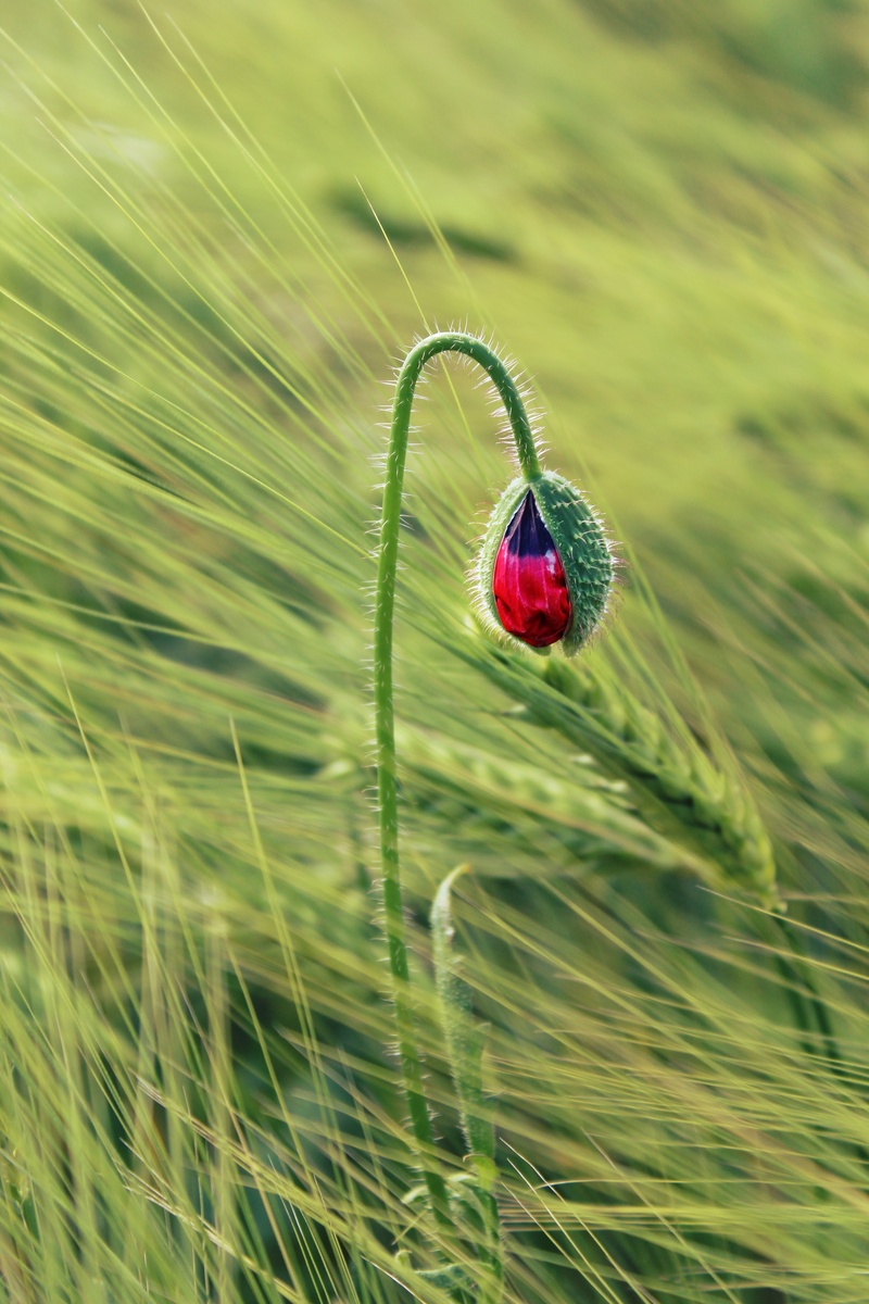 poppy flower, macro, agriculture, bud, plant, outdoors, cornfield, cereals, one animal, shot, selective focus, flower, red, day, freshness, growth, field