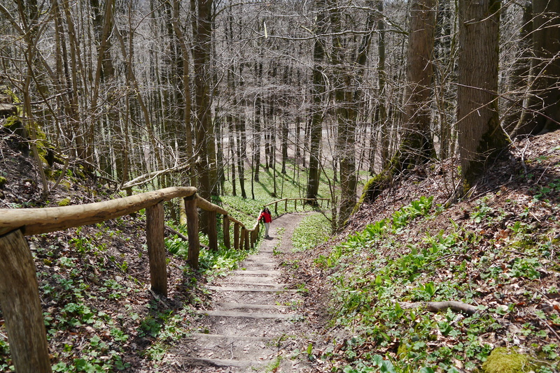 non-urban scene, footpath, tranquil scene, footbridge, trunk, forest, tranquility, tree trunk, direction, outdoors, wooden stairs, premiumweg, woodland