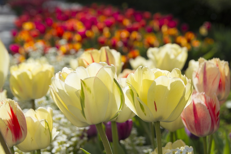 beautiful, yellow, summer, flower Head, afternoon, leaf, petaled, Tulip Festival, spring, sunshine, colorful, Thanksgiving Point, Lehi  Utah, Tulips, nature