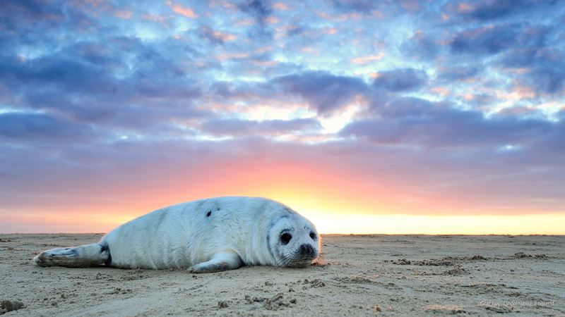 lincolnshire, Animals, 2K, seal, pup, england