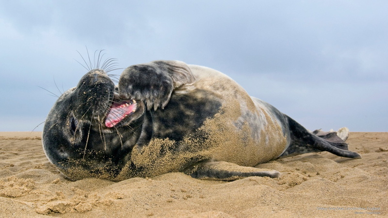 sleepy, lincolnshire, grey, seal, england, 2K, Ocean Life