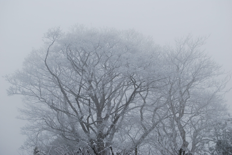 landscape, no people, outdoors, tree, growth, scenics - nature, frost, cold temperature, bare tree, winter, branch, spooky, tranquility, low angle view