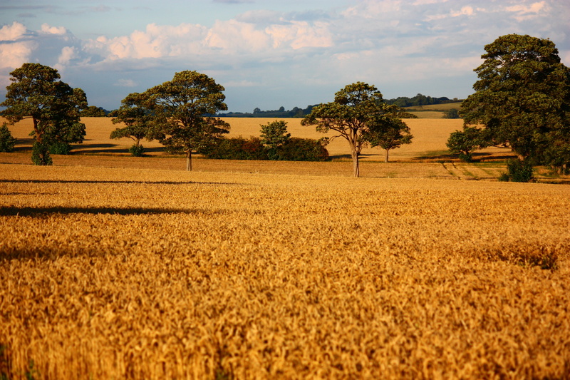 farm, landscape, corn, sky, trees, Harvest Time, nature, field, yellow, lincolnshire, brown, green, rural Scene, grass, wheat, tree, agriculture, 4K, summer