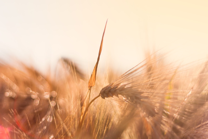 food, ripe, Cereals, plant, Evening Sun, barley field, straw, cereal Plant, gold Colored, non-Urban Scene, close-up, no People, lens flare, field, lichtspiel
