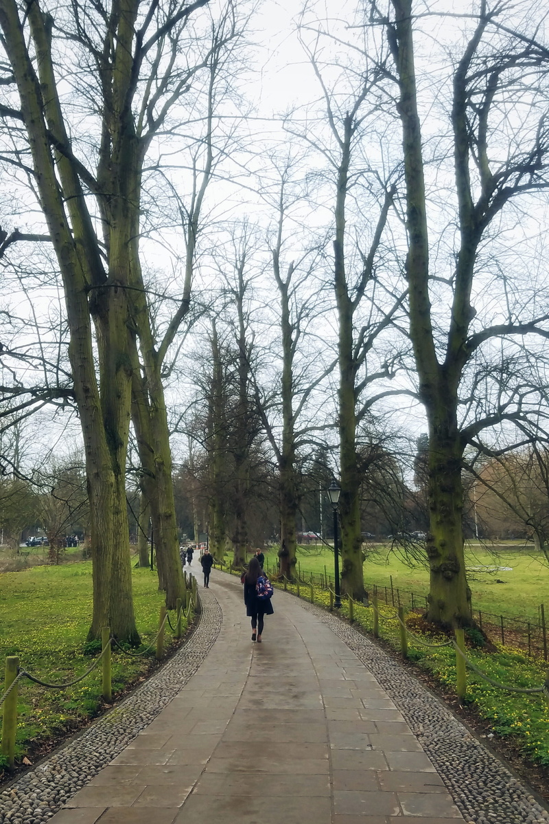 beauty in nature, branch, bare tree, tree, cambridge, park, leisure activity, road, nature, university of cambridge, land, plant, lifestyles, 2K, day