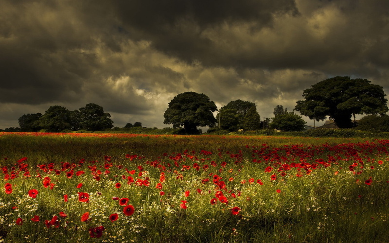 poppies, field, red, freshness, flowerbed, growth, beauty in nature, environment, plant, tree, springtime, no people, sky, nature, poppy, cloud - sky, trees