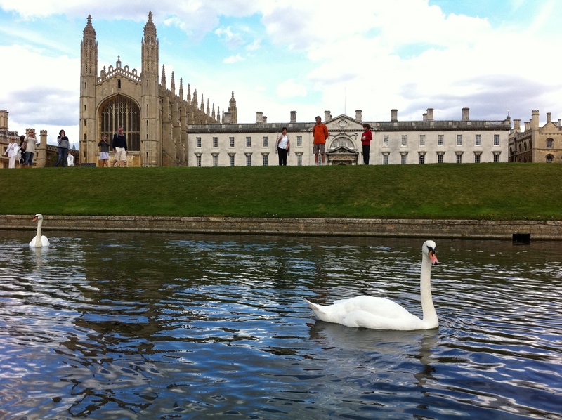 building exterior, water bird, england, kings college, group of animals, vertebrate, building, animal, uk, ducks, sky, water, 2K, animal themes, built structure