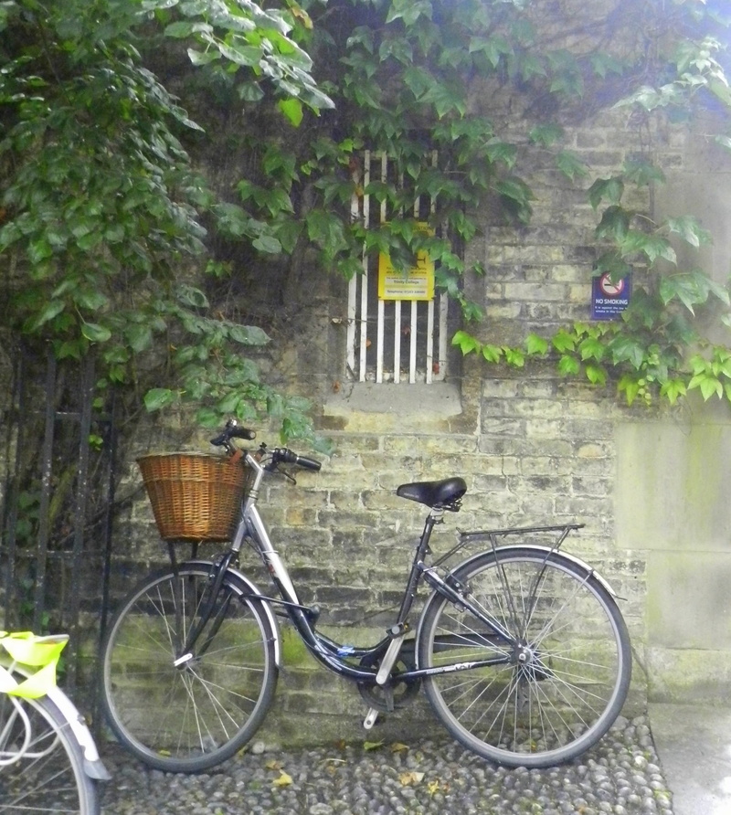 no people, land vehicle, bicycle, flowering plant, tree, rainy weather, 1080P, transportation, city, black, leaning, window, building, built structure