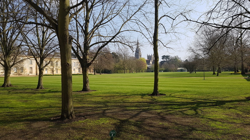 architecture, education, downing, trunk, no people, university, tree trunk, park, shadow, outdoors, branch, cambridge, green color, grass, landscape, tree