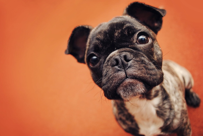 wrinkled, boston, canine, domestic, domestic Animals, sitting, one Animal, mammal, studio Shot, pets, portrait, cute, humor, dog, french Bulldog, eyes