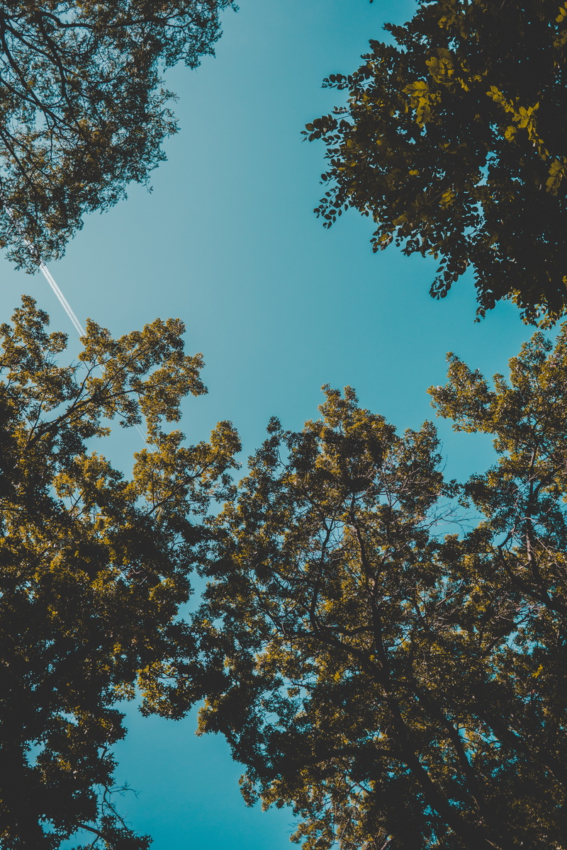 forest, clear sky, outdoors, tree canopy, plant, harvard university, branch, idyllic, boston, growth, leaf, tranquility, high, plant part, sky, nature
