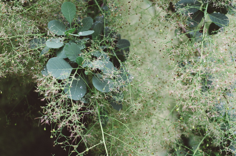 plant part, freshness, focus on foreground, arnold arboretum of harvard university, water, close-up, fragility, land, plant, growth, leaf, day, tranquility
