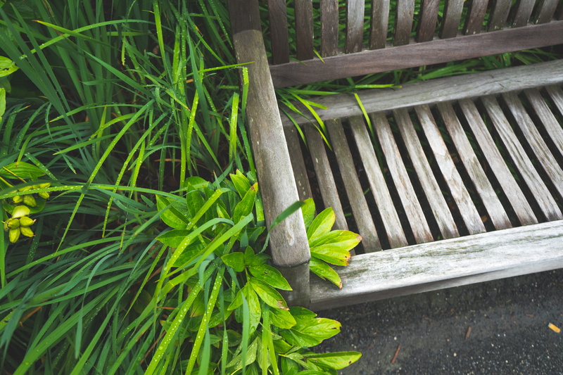 adventure, relax, cambridge, leafs, beauty in nature, growth, mindfullness, green color, high angle view, wood, boundary, sit, bench, meditation, united states