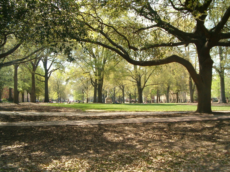 treelined, landscape, photos, university, city, tree, forest, travel destinations, no people, south, leaf, University of South Carolina, land, season, branch