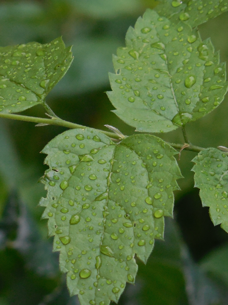 Leaves, natural, vulnerability, Water, growth, outdoors, freshness, plant, garden, close-up, green, rain, Green, beauty in nature, Water, Dew, green color