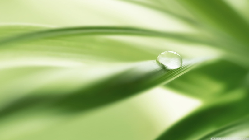 green, water drops, 2K, macro, plants, closeup, leaves, nature
