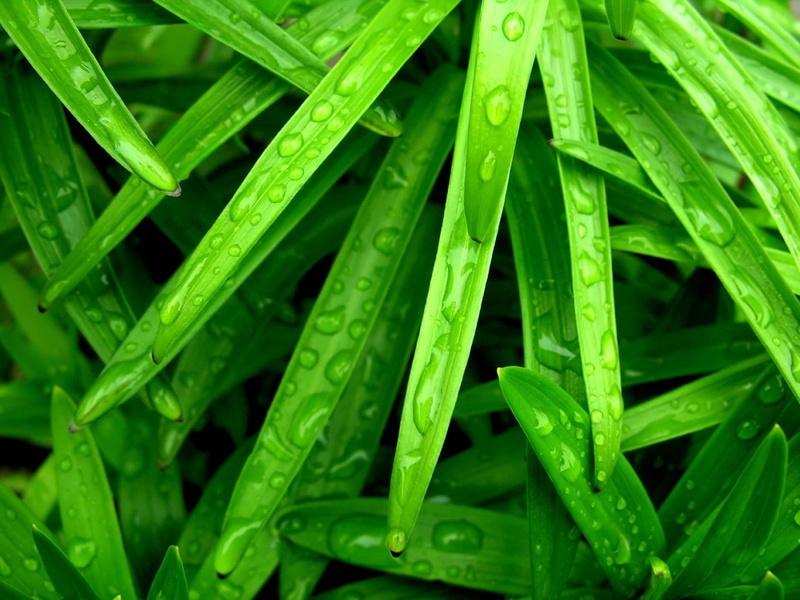 no people, plants, photography, water, leaf, wet, freshness, raindrop, full frame, grass, food and drink, water drops, food, plant, backgrounds, growth