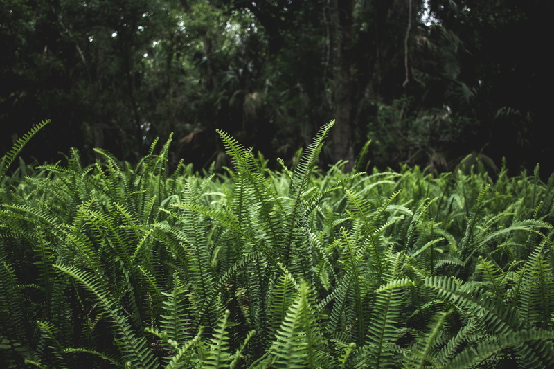 growth, forest floor, nature, leaf, tree, grass, focus on foreground, conifer, united states, beauty in nature, coniferous tree, outdoors, boston, lush foliage