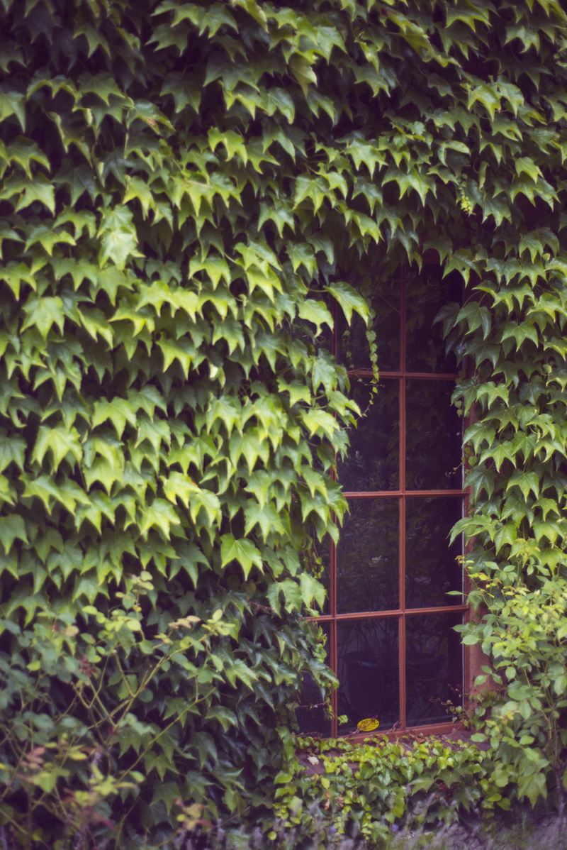 plant part, ivy, growth, window, 5K, plant, door, entrance, ivy league, built structure, architecture, nature, plants, green color, no people, house, tree