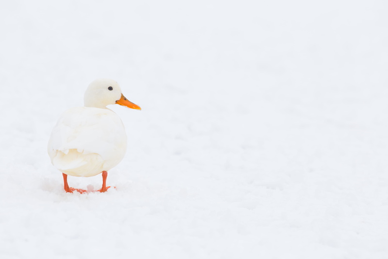 animal themes, duck, animal, poultry, 5K, winter, goose, cold temperature, teal, beak, beauty in nature, cambridge, animals in the wild, uk, copy space