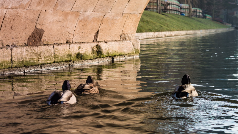 animal themes, united kingdom, cambridge, lake, water bird, ducks of cambridge, duck, sunset, animals in the wild, bridge, university, swim, waterfront
