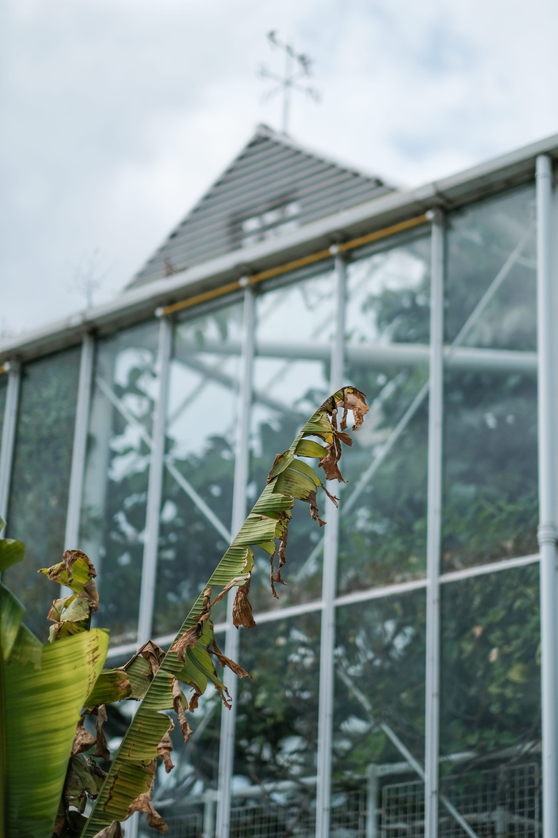 plants, nature, glass, animal, outdoors, university, plant, cambridge botanic garden hills road entrance, day, building exterior, summer, united kingdom