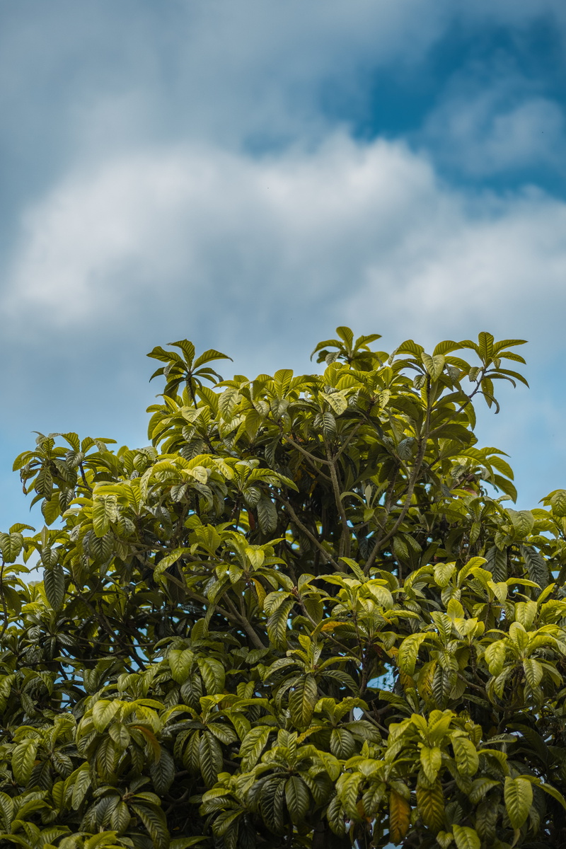 healthy eating, beauty in nature, no people, food and drink, sky, nature, blue, cambridge, plant, growth, day, low angle view, freshness, yellow, green color